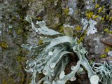 Ramalina fraxinea-6.jpg